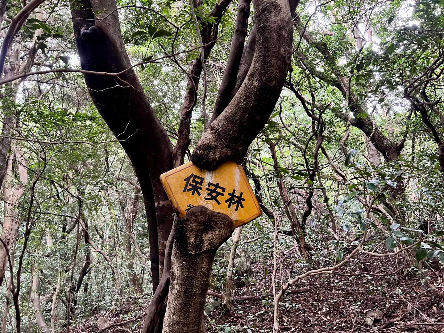 『保安林』標識をくわえる木🌲😳
上手い具合にくわえてますね‼️🤭