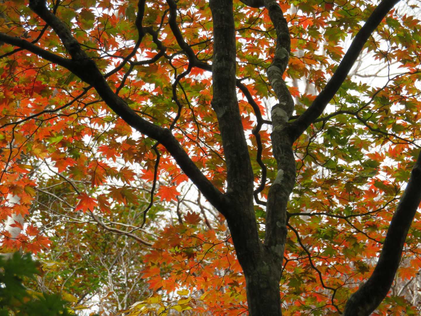 こっちのコースでも紅葉いっぱい見られました🍁✨