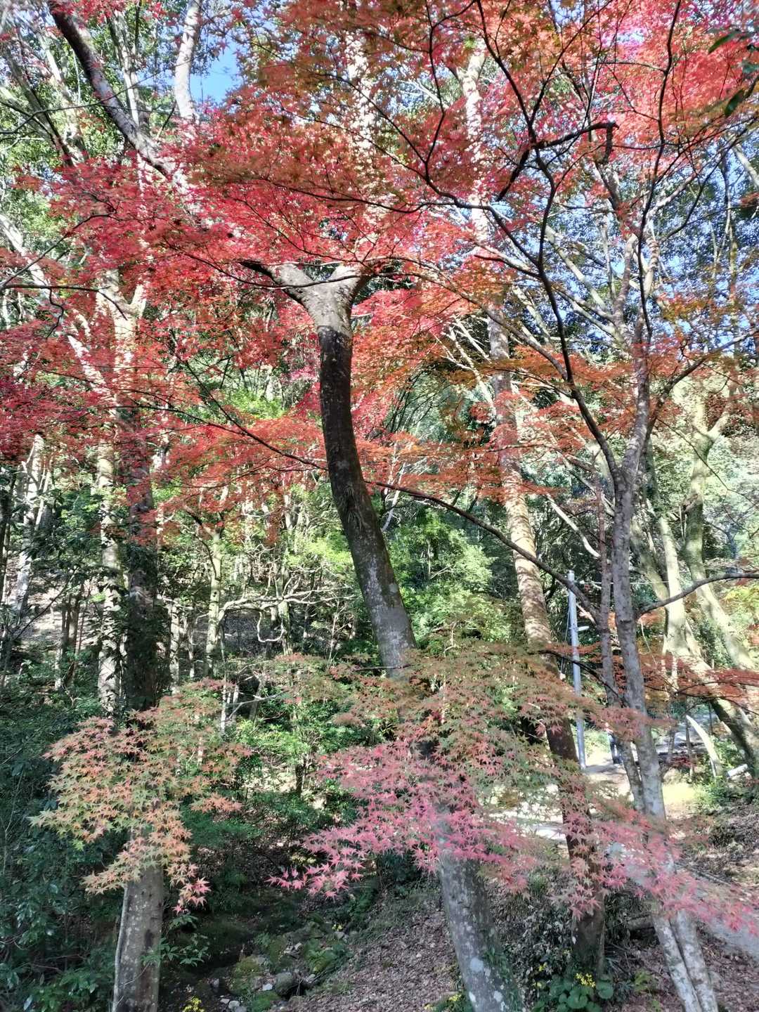 駐車場のトイレの横からスタート
ここ紅葉キレイ✨️