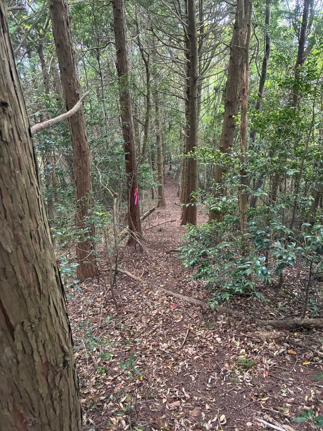 急登楽しんだのでさっさと下山へ
終始ピンテしっかりで助かる(ロープ場も)🙏