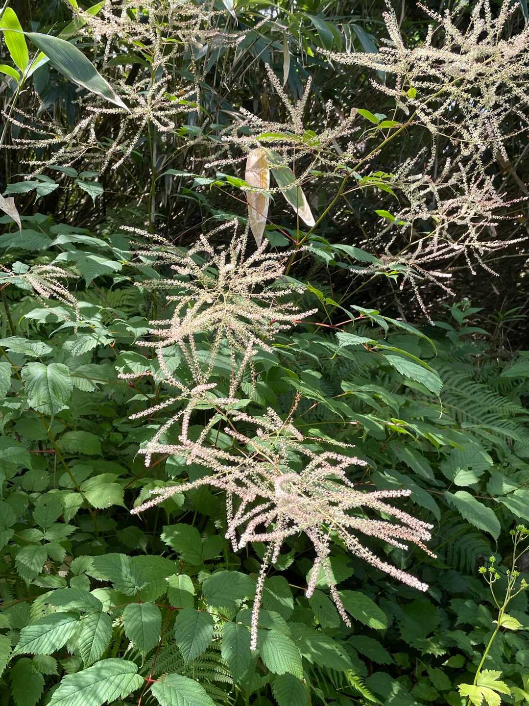 ヤマブキショウマ…トリアシ…
見分け方がよくわかりません