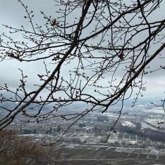 桜のつぼみはまだ硬め