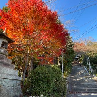 ここにも、ここにも‼️