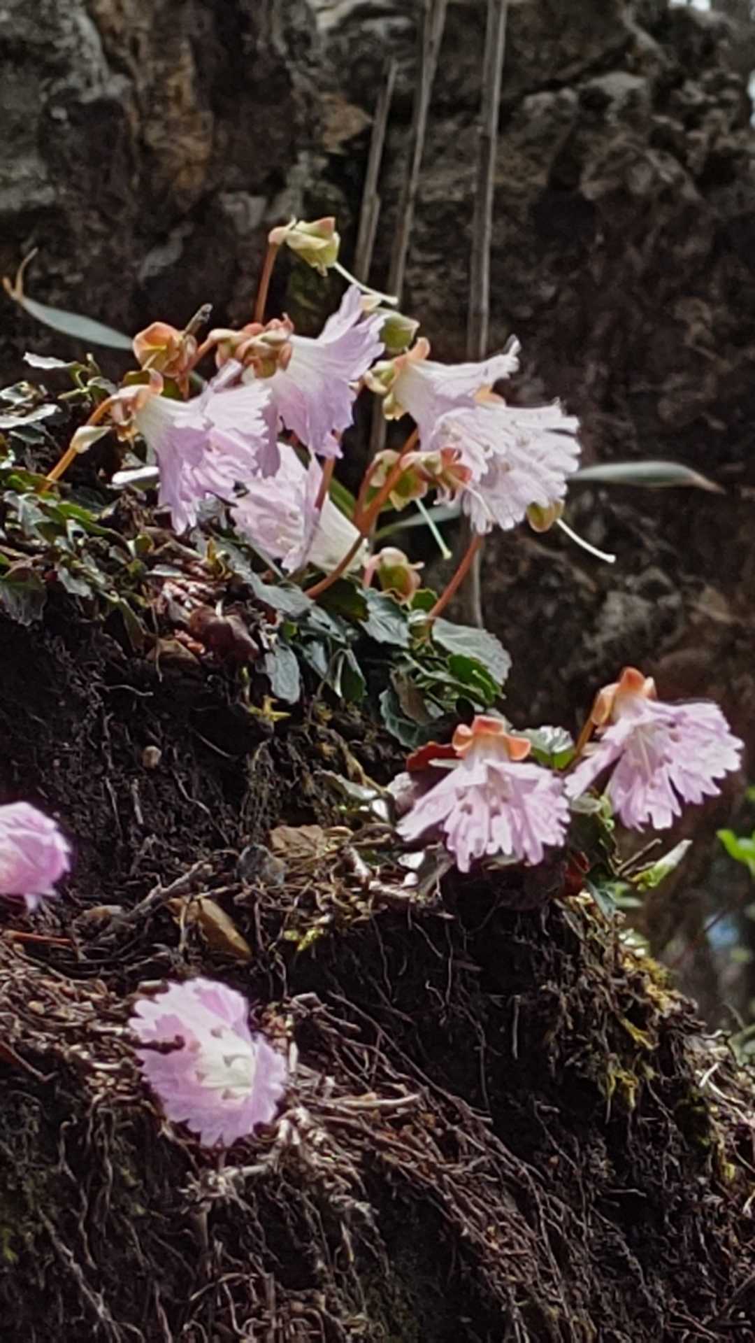 今日のメインのお花
イワウチワ見つけた〜😍
