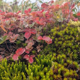 ピストンで戻りたくなくなって
あの紅葉🍁に入りに行こう！と周回します☺️