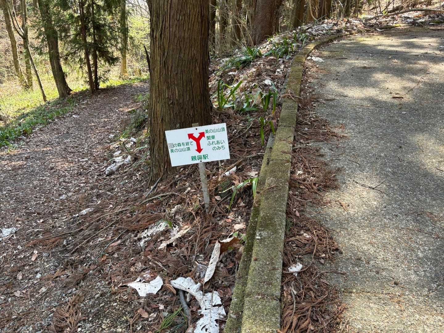 どちらに行っても桜の名所で合流