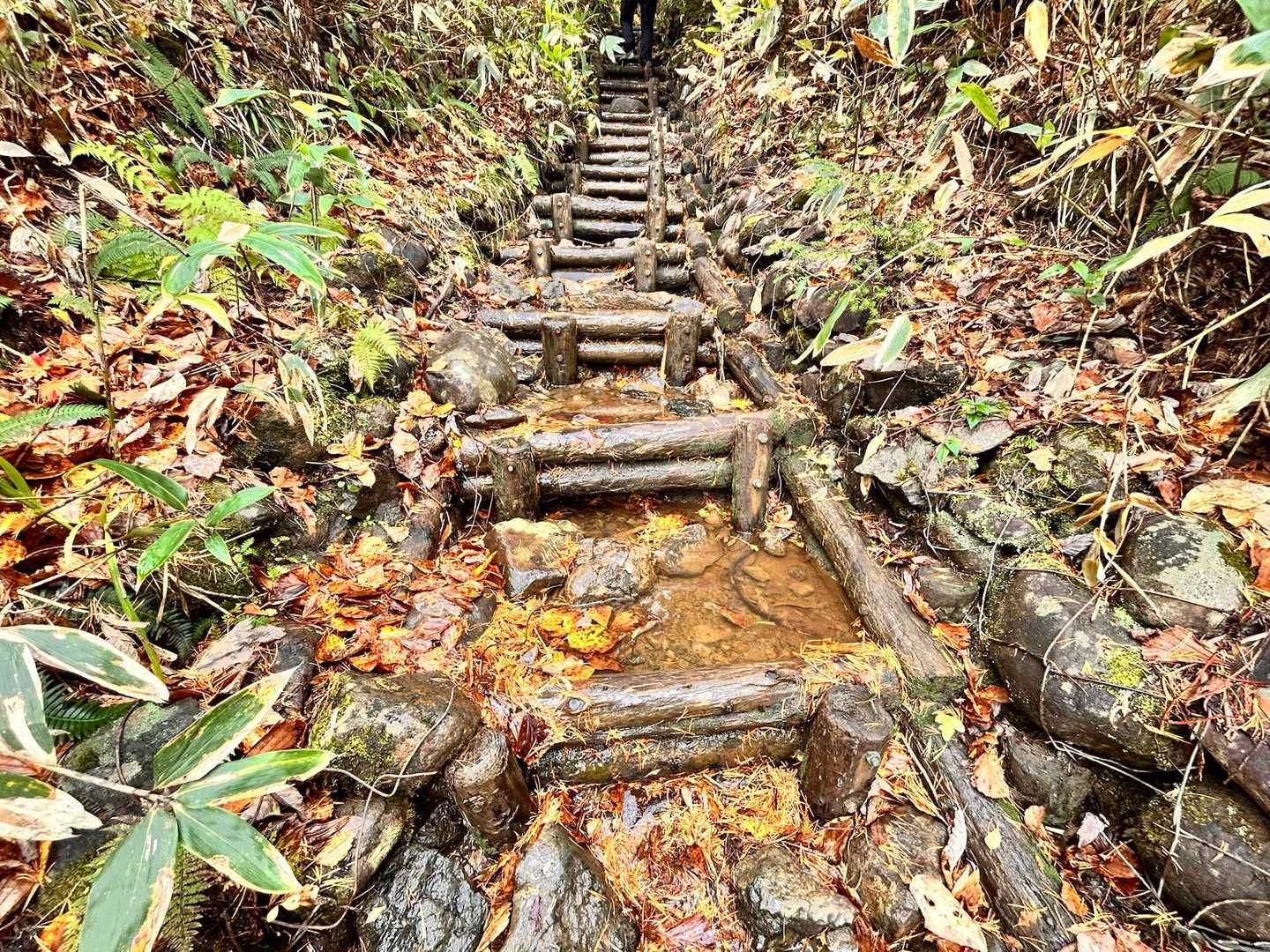 山の鼻からの登山道。
前夜の雨でかなり潤っています。チャプチャプです。