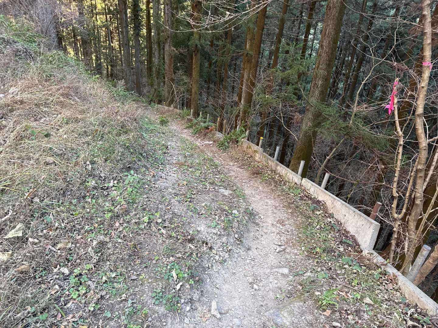 大桁山登山口からここまでは舗装路
ロード下山が大好きな私はこの林道を入らないといけないのに見逃しました。ルート外れ警告に感謝！