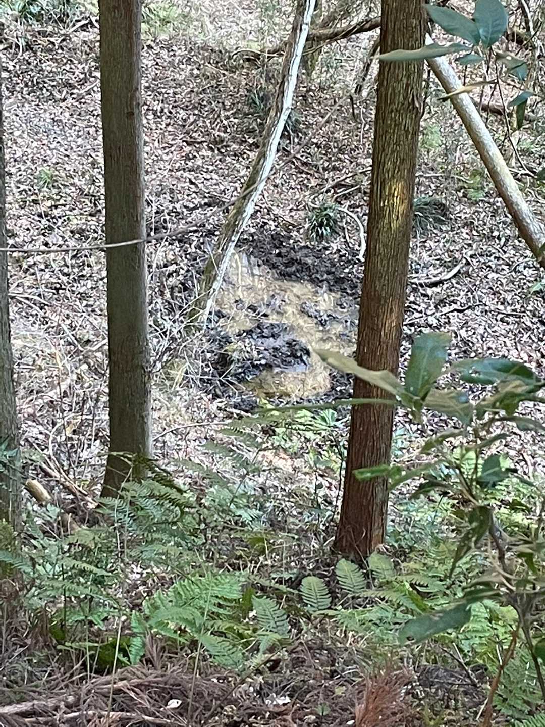 わかりづらいですが、イノシシ🐗のお風呂？
