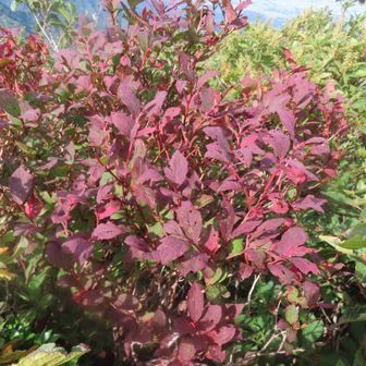 紅葉1･･･!
二の峰･･･