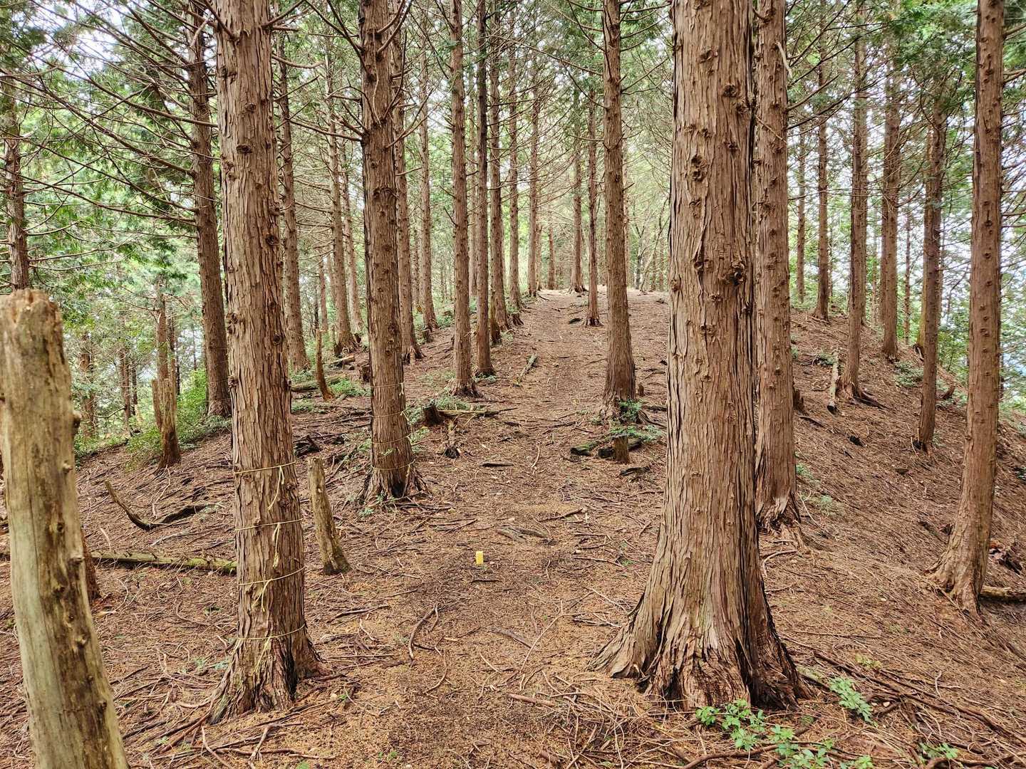やまびこルートで下山します
いい感じの尾根🎶…と思ったら