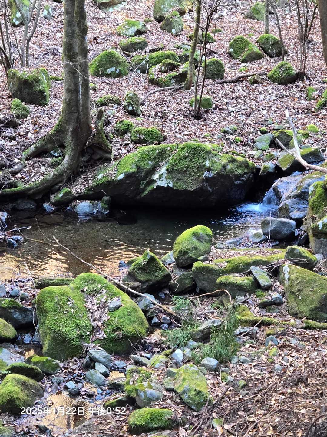 高畑山の登山口付近も
苔とせせらぎ🟦ゾーン