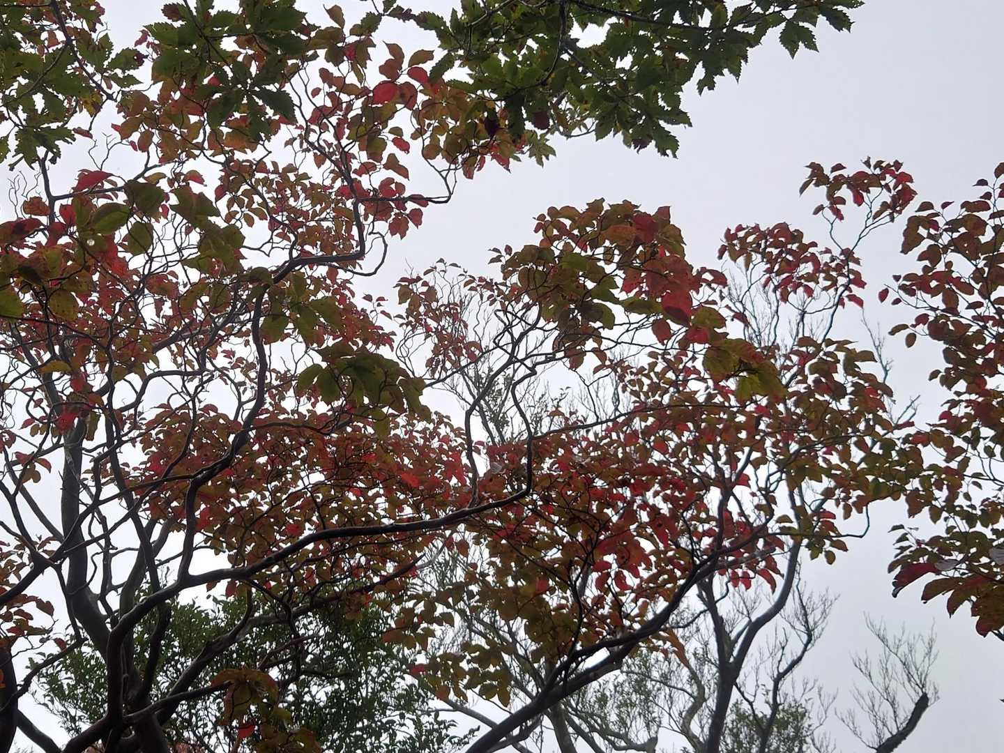 紅葉の始まり〜
