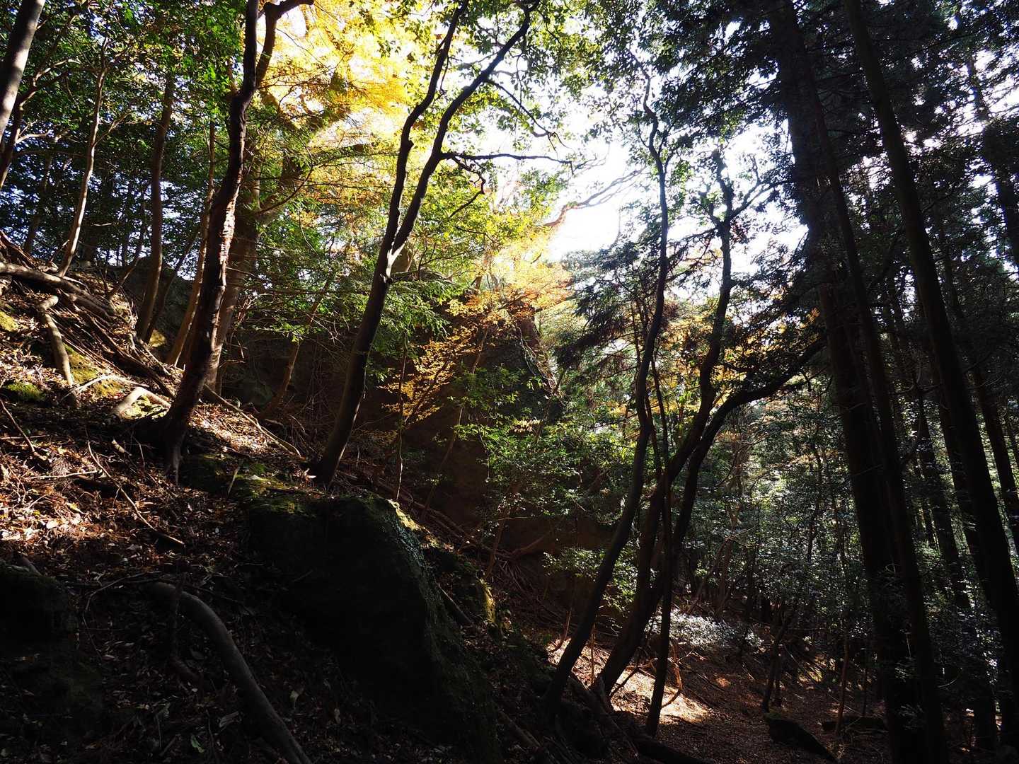 下山では滑りやすいところ多々あり⚠️

今回皆さんのレポと反対周りしてるので、登りは急登なのかも