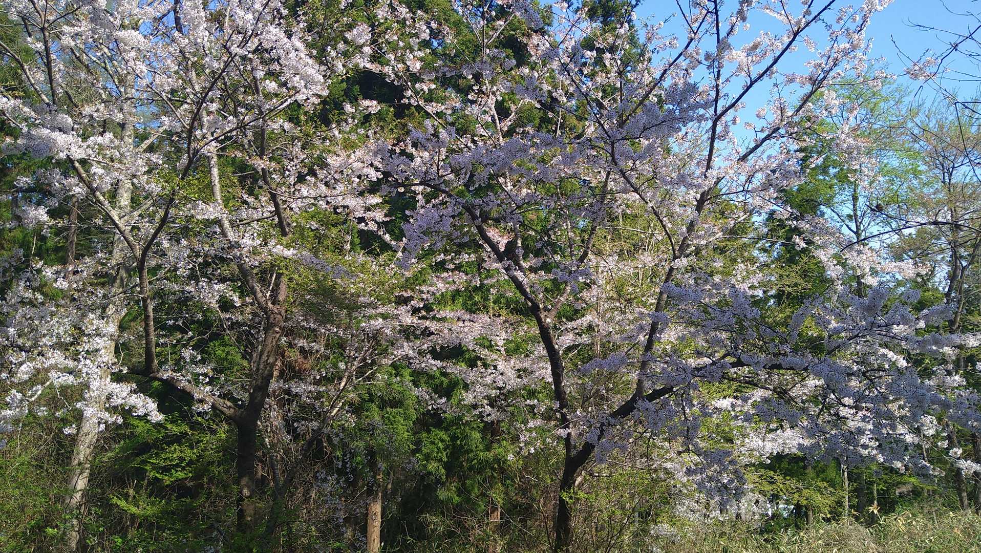 桜は沢山植えられてますが終わりです