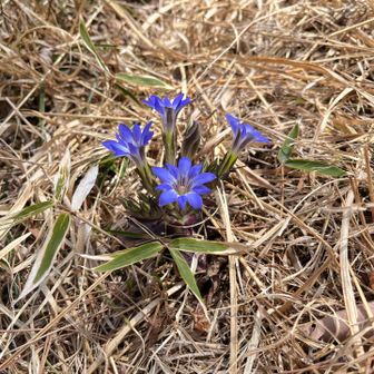 開花中のハルリンドウ