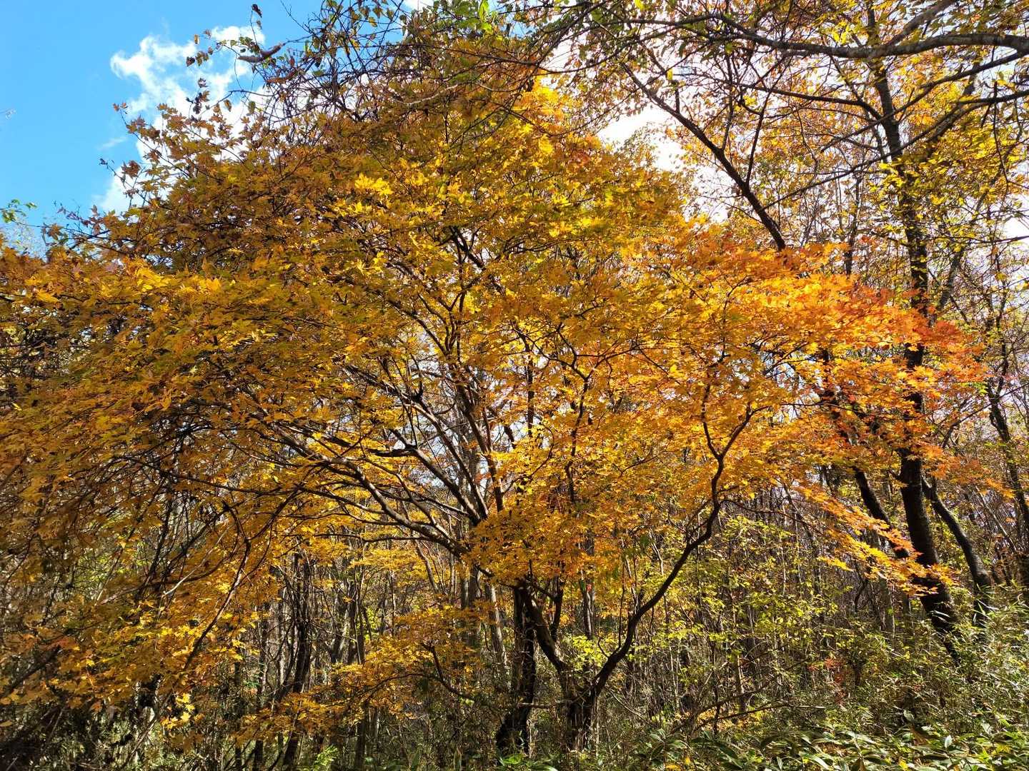 蓬田岳・沢又登山口-蓬田岳 往復コースの写真