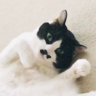 ハンちゃんママ