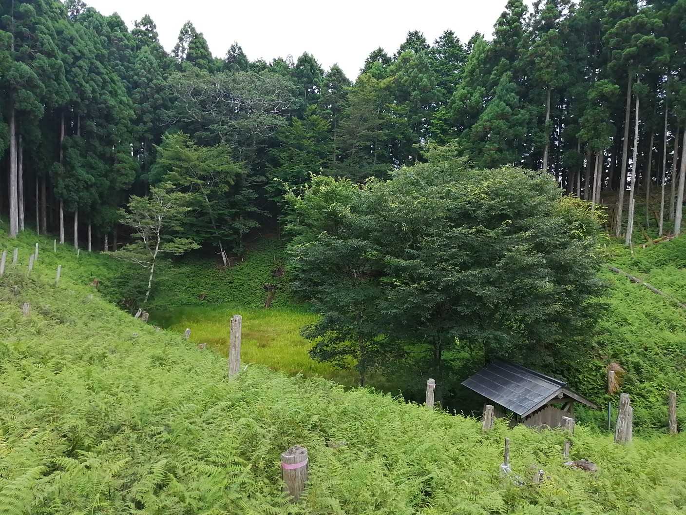大鏡池。池というよりも、湿地のように見えます。祠が見えますけど、茂っているので、そこまでは行けませんでした。