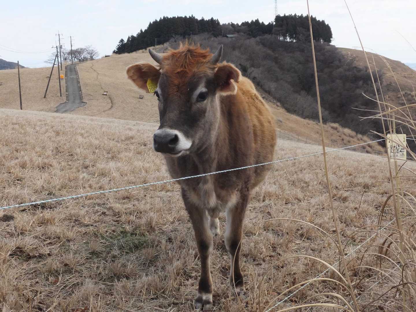 熊鈴の音が好きなようで、寄ってきました。
