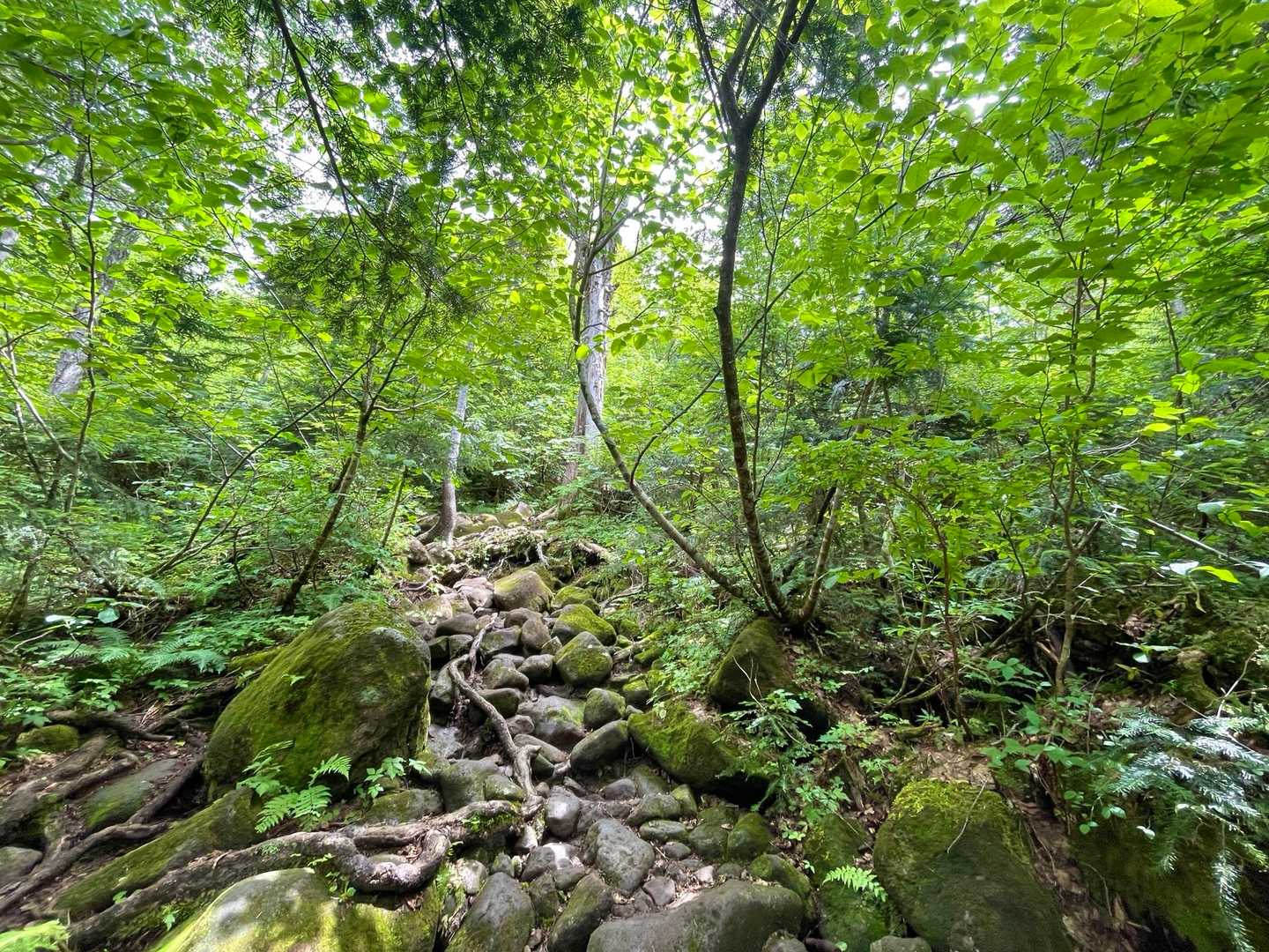 あれれ
🪨の急登まで出てきちゃって💦