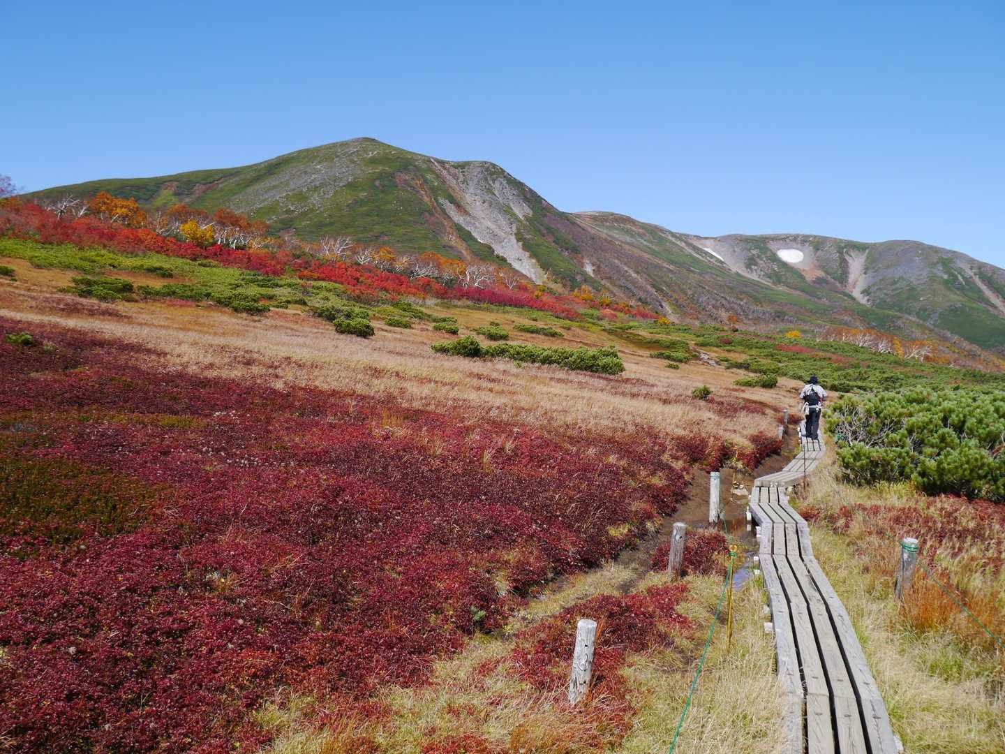 お花畑も草紅葉🍁きれいに染まっています
奥の山が緑岳方面です