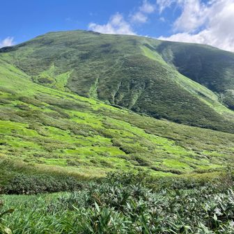 山頂方面を見ると、緑の稜線と絨毯もえーわ😀
