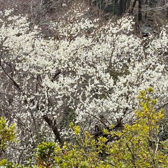 崇台山 梅の花
