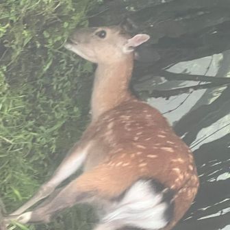 でも、横目で見てやがる。