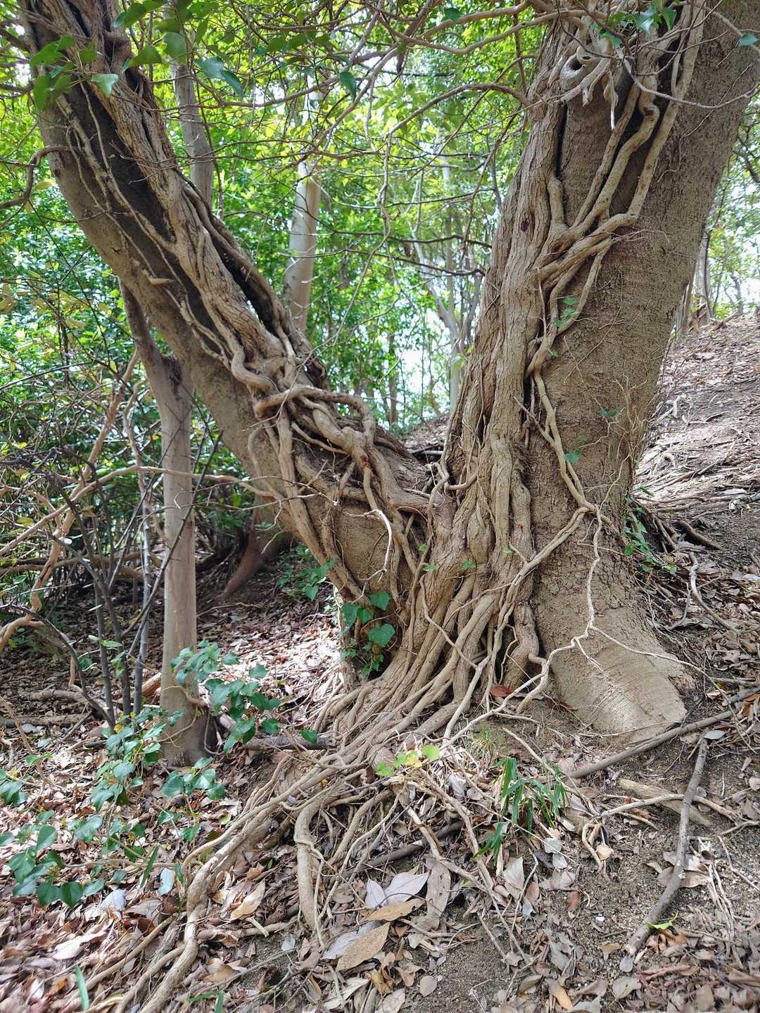 たまんねー！