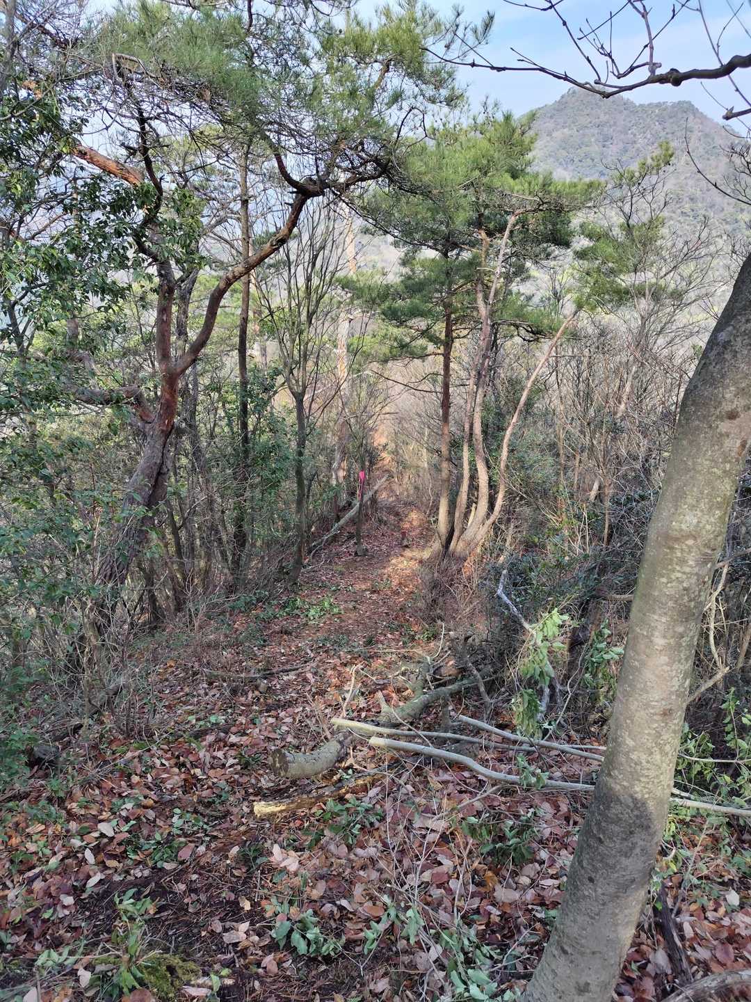 北側は一昨日の雨のせいか落葉が湿ってるので🍂