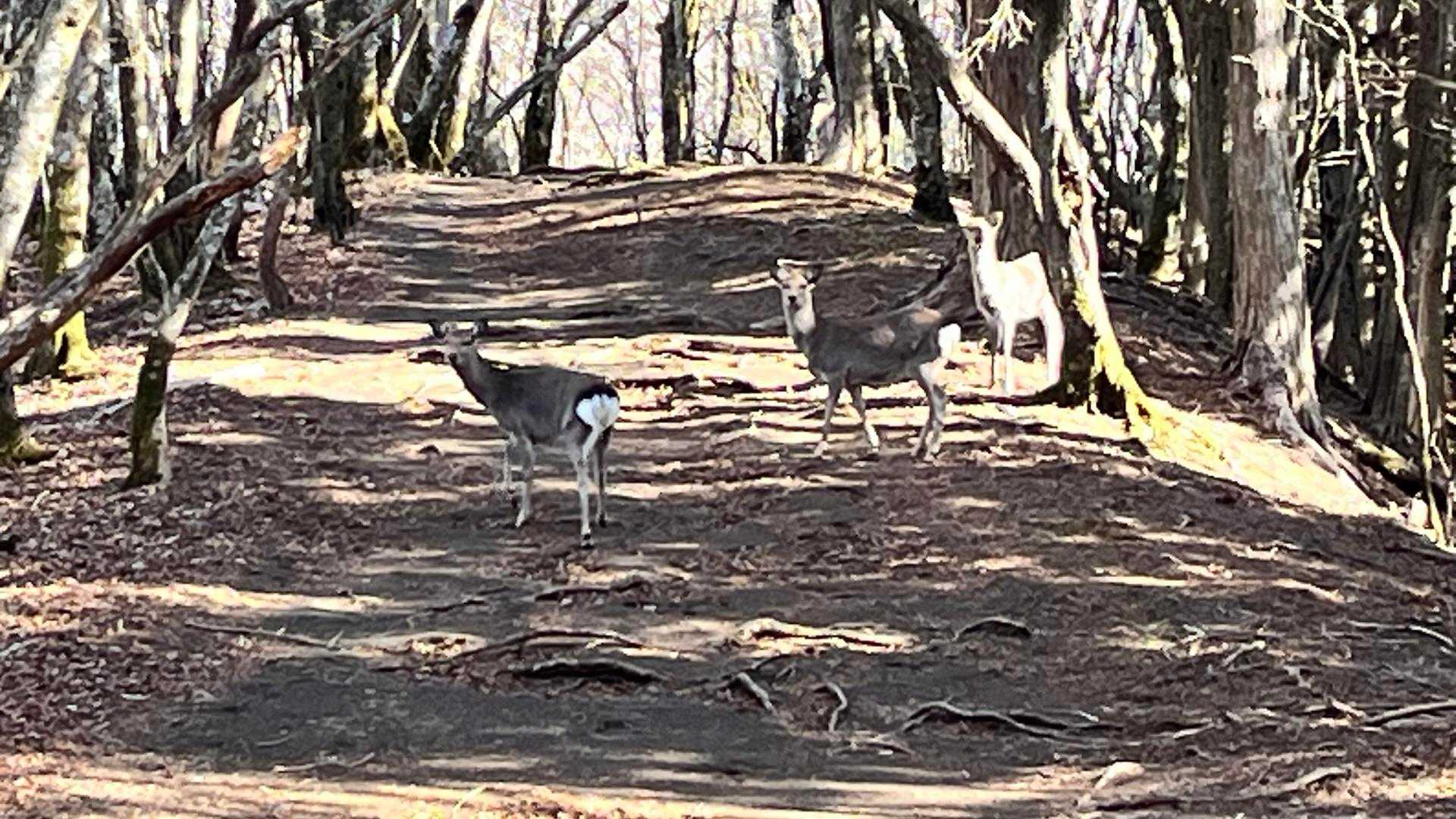 あっっっ!
シカさん🦌❗️