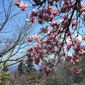 もくれんキレイ