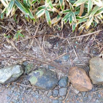 ここにモウセンゴケが生えてたんだけど。
これから芽が出るのかな。