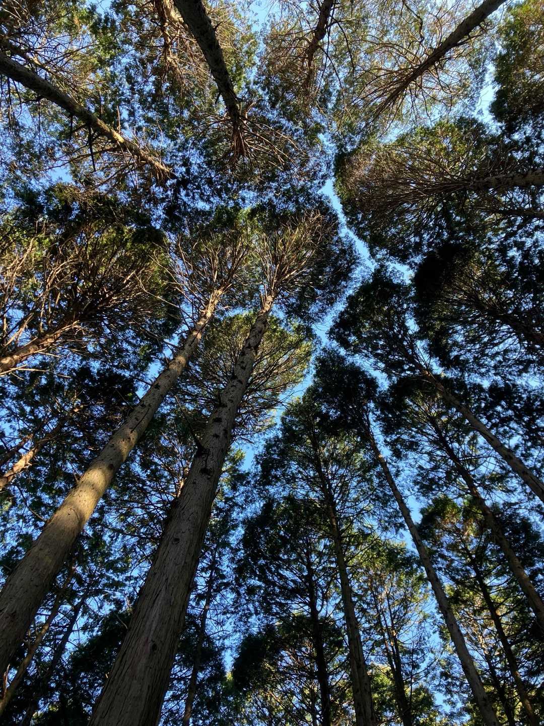 物見山 周回コースの写真