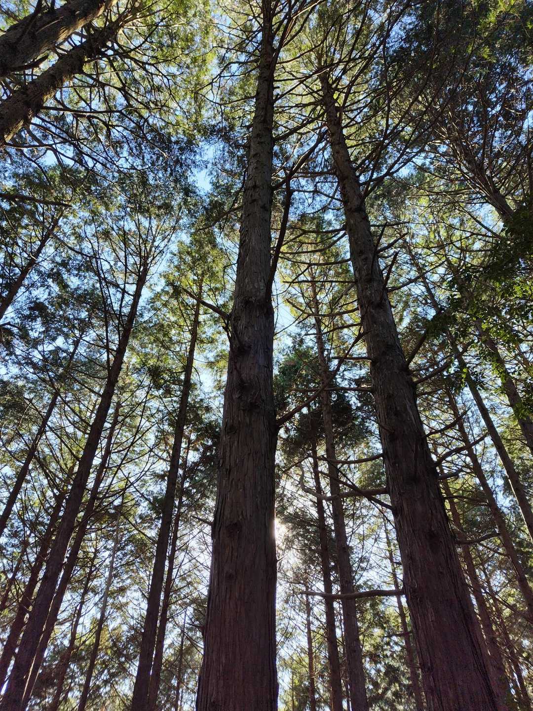 フィトンチッドシャワー🌲
