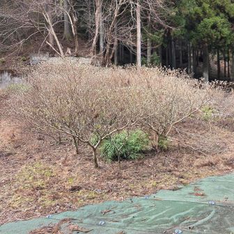 不動尻ミツマタ群生地

ゴールまでの8時間切り行けるかも？
と思ったが無理です。
ならば【ビッチョーン】が始まるまでににゴールが目標変更
予定到着時刻(1600)には余裕が有るので
そこは大丈夫です。