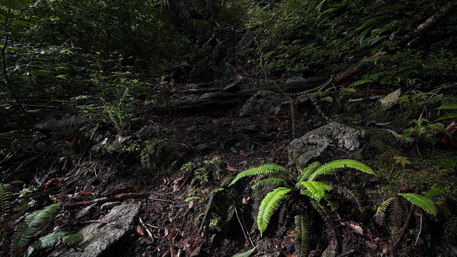 今にも降り出しそうな曇り空。薄暗い登山道は朝方の雨でかなり滑ります💦

くわえて小葉谷コースはいきなり急登‼️気をつけて行ってきますよ‼️

