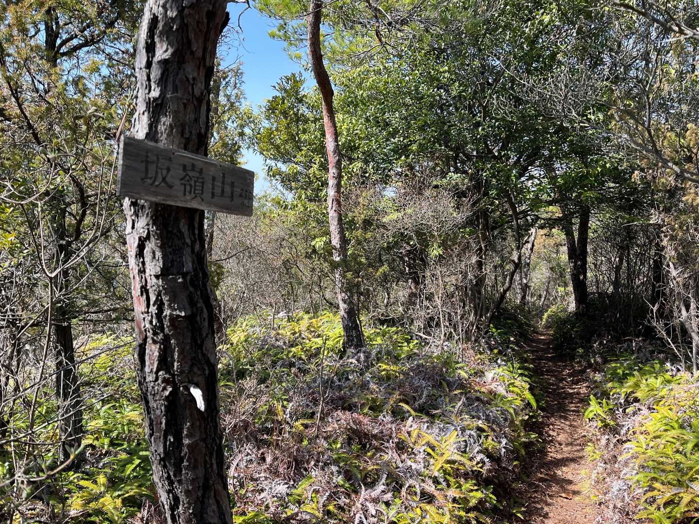 そして少し標高を下げた所にある坂嶺山🚩で↩️