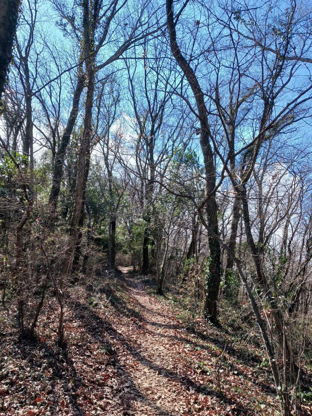 三毳山 周回コースの写真