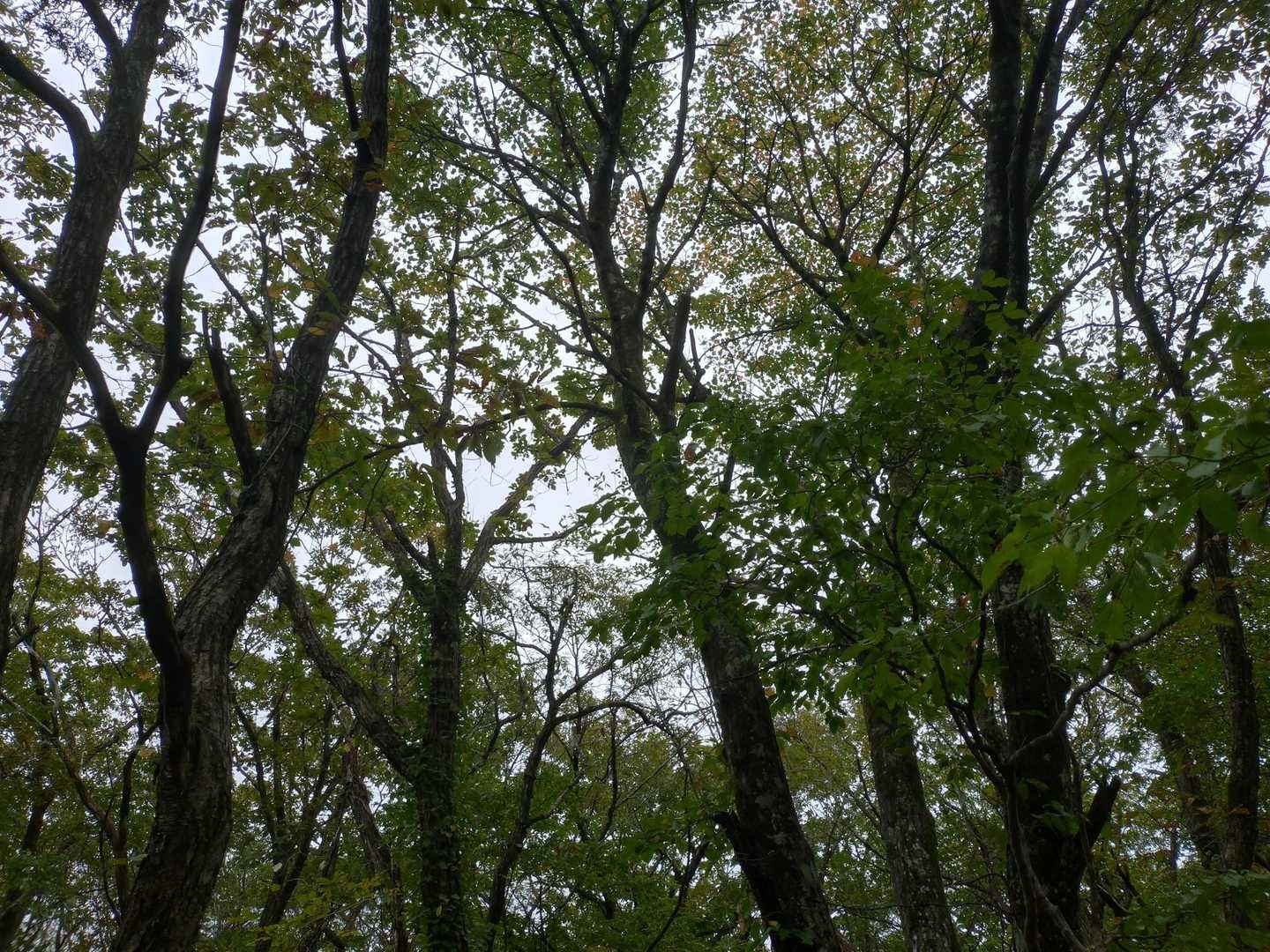 晴れた紅葉もいいですが、しっとりな森もなかなかヨイです🌳