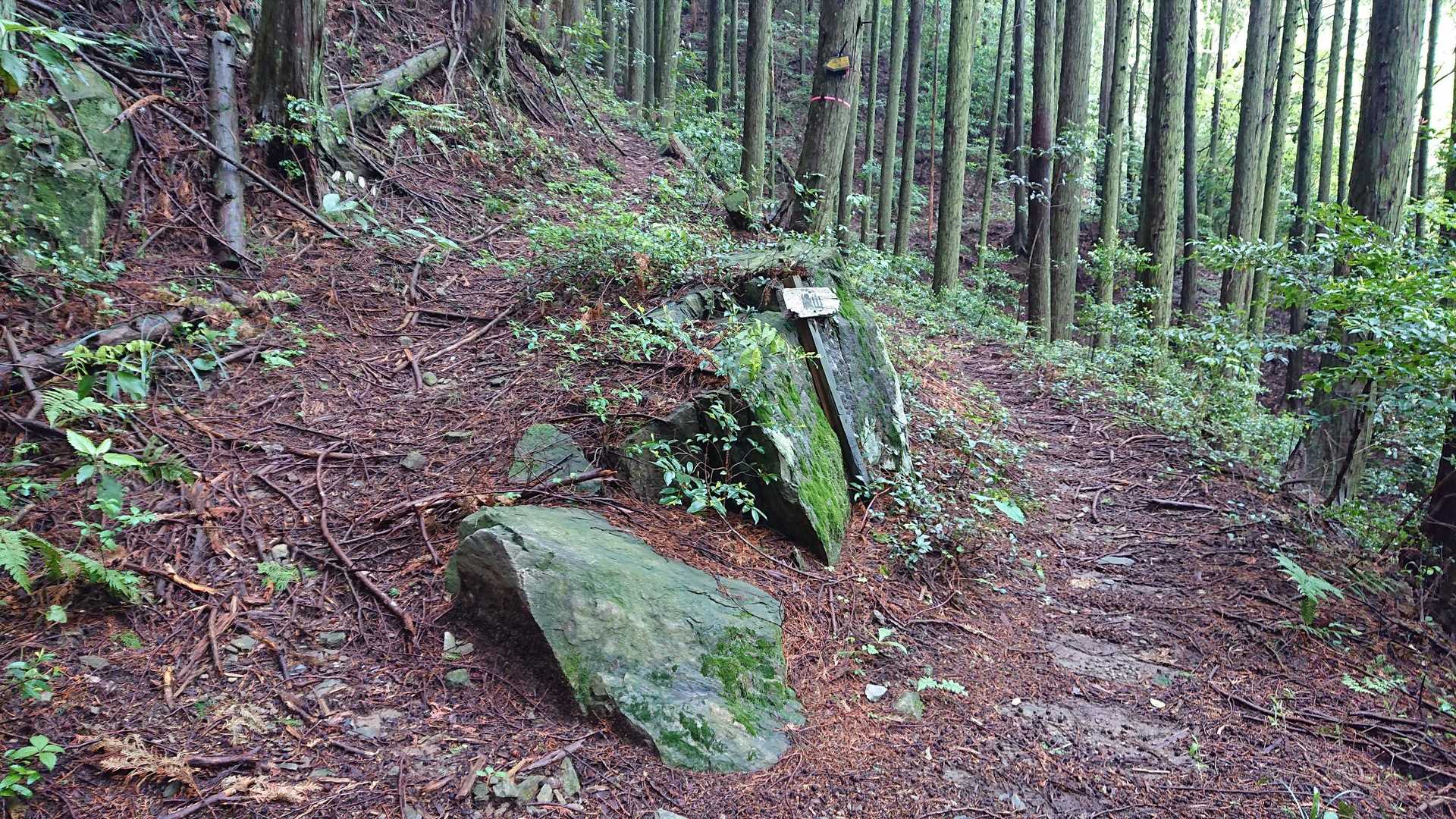 この分岐を左👈
まずは道徳山ピークめざします▲