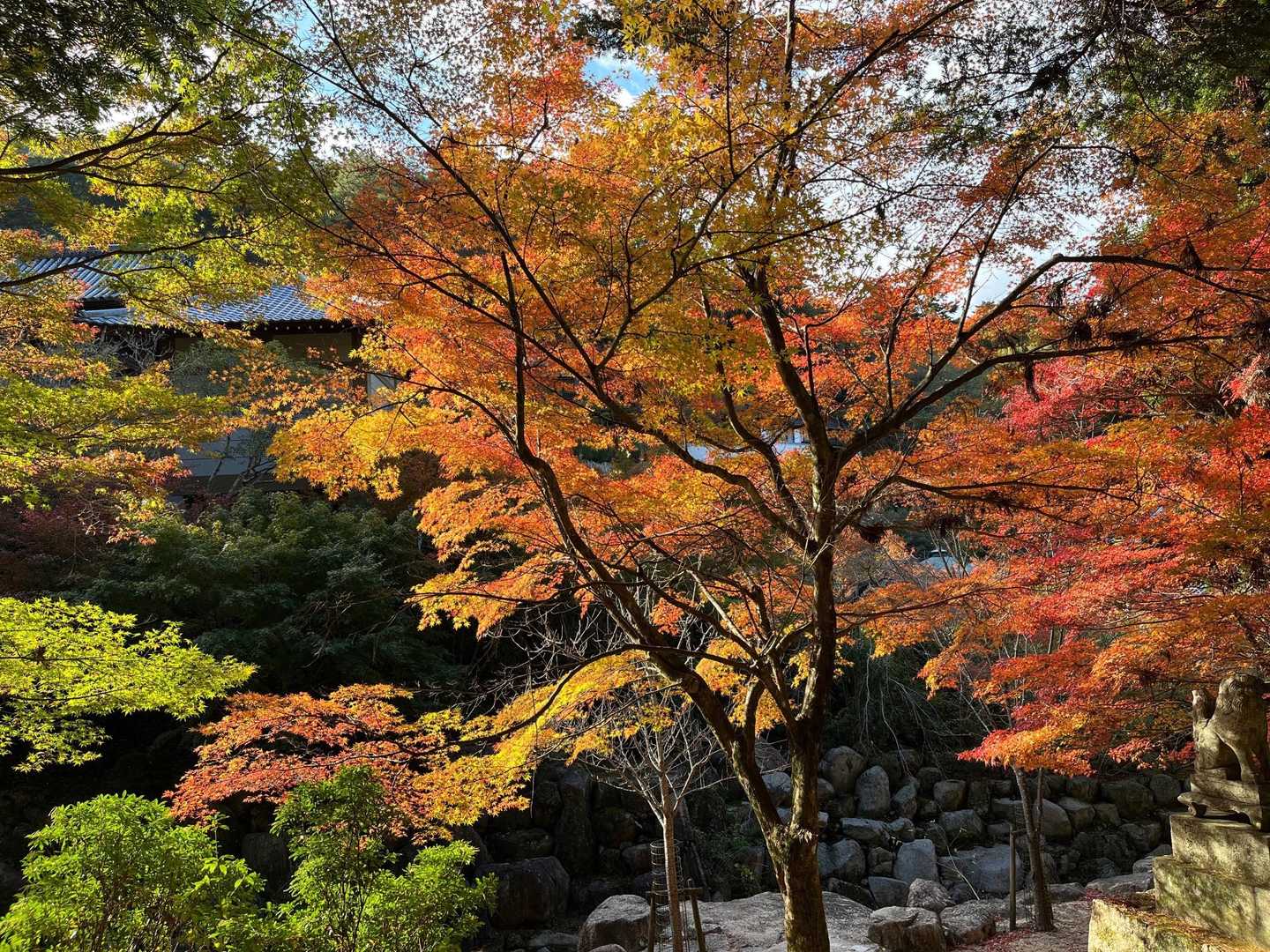 紅葉谷-弥山-大聖院 周回コースの写真