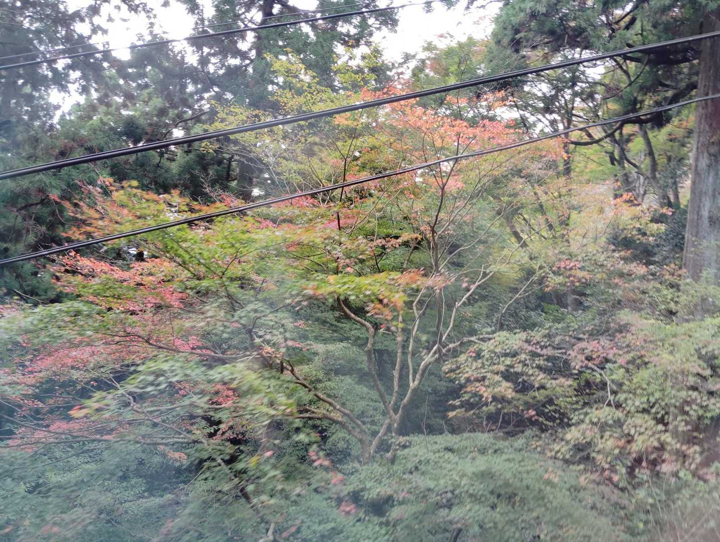 少し紅葉