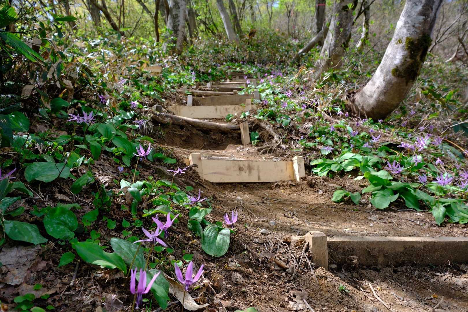 良く整備された登山道