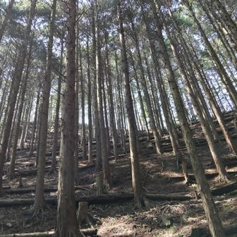 植林の登りやすい登山道