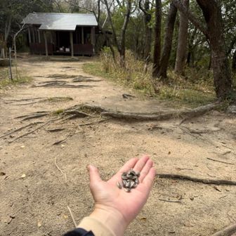 ヤマガラたちには会えたけど、すぐそばの狛犬の上に誰かが置いていた種を食べに来て、こちらには来てくれなかった〜😂