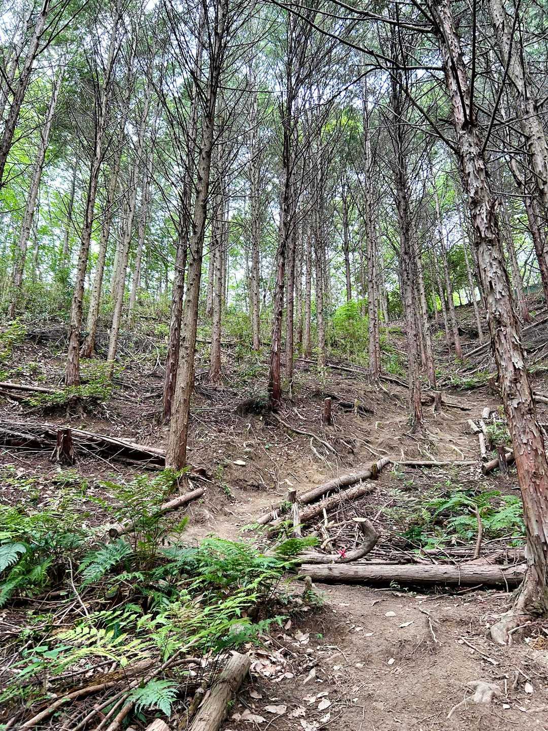 出だしは結構な急登。
7km560m登山後のおかわりなので、さすがに足が重い。。