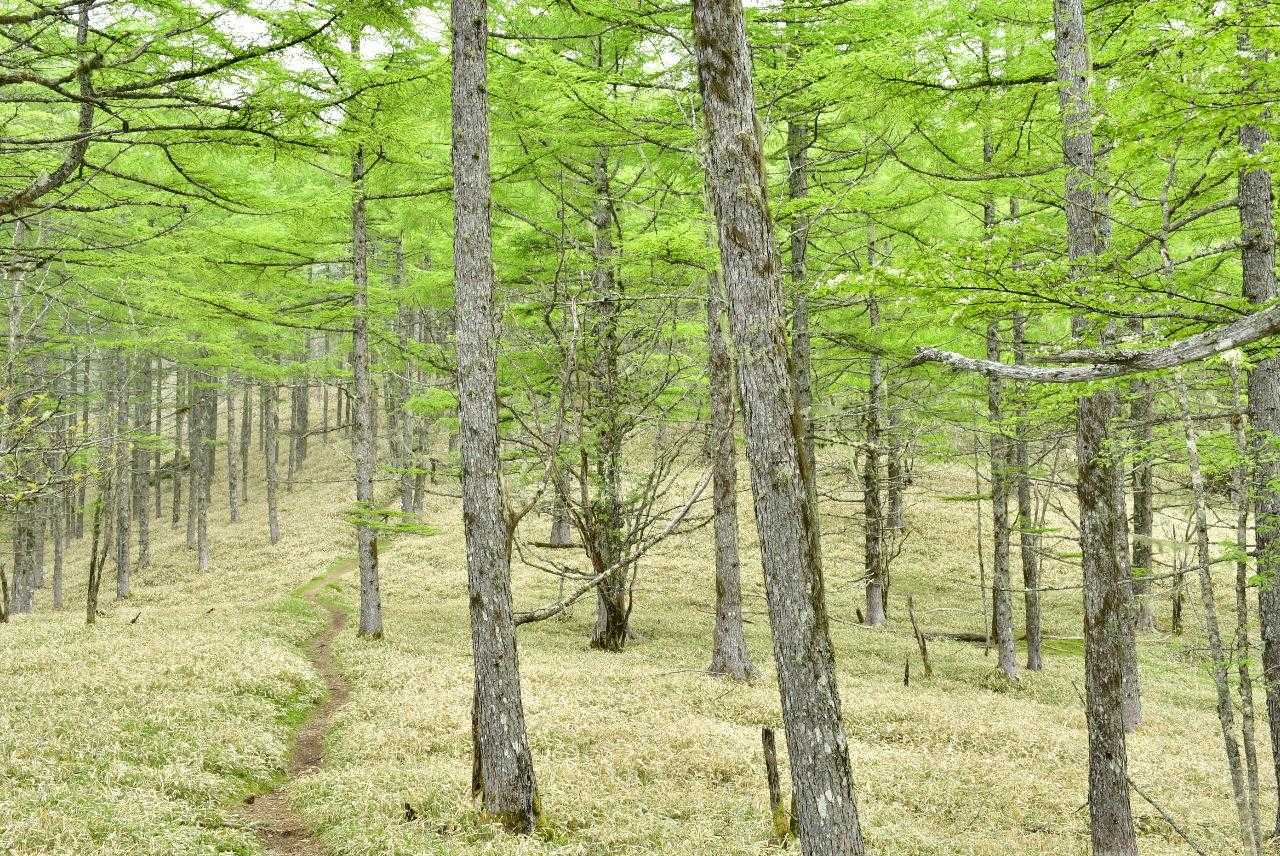 千頭星山への道は気持ちのよい道