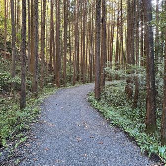 林道歩き🚶